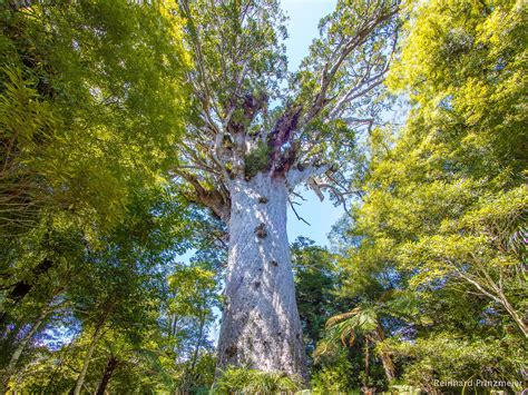 kauri - Top Spots for this Photo Theme