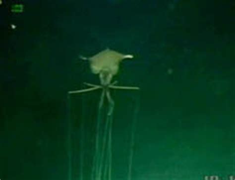 Coastal Voices: Alien-like Squid With "Elbows" Filmed at Drilling Site