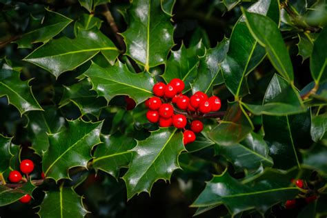 Common Holly - Ilex aquifolium | Directree