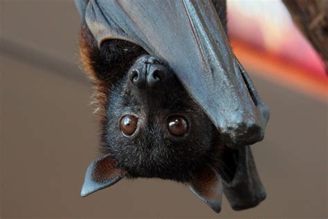 Large Flying Fox (Mammals - Wild Latitudes Borneo Tour) · iNaturalist