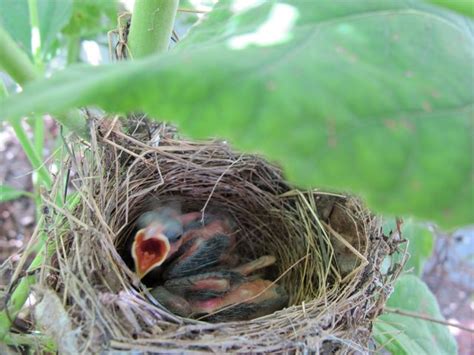 Julie Zickefoose on Blogspot: Indigo Bunting Nest, Part 3