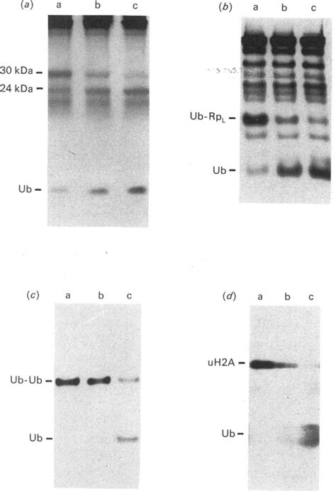 Ubiquitin hydrolase assays with different ubiquitin conjugates (a) The ...