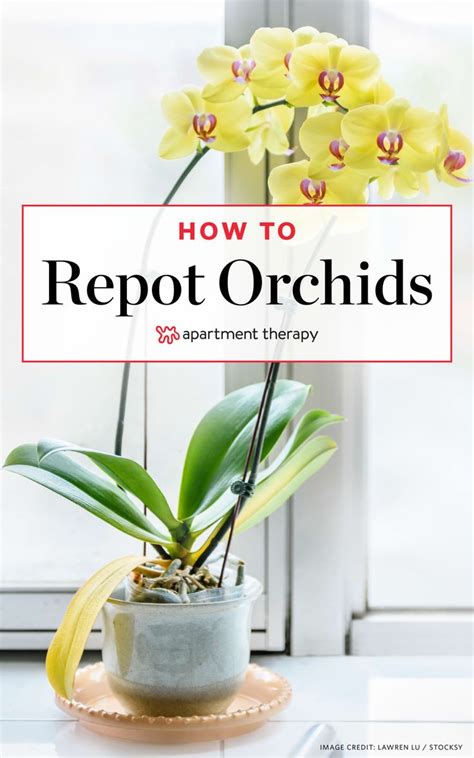 How To Repot an Orchid | Repotting orchids, Orchid plant care, Growing ...