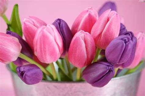 Tulips, Bucket - Flowers wallpapers: 3504x2336