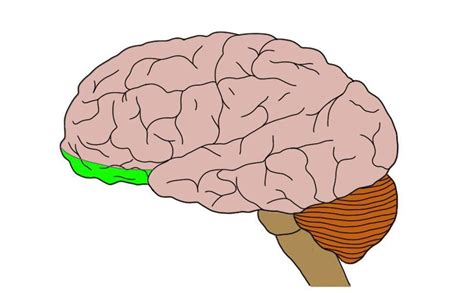 Orbitofrontal cortex (in green) Where is the orbitofrontal cortex? The ...