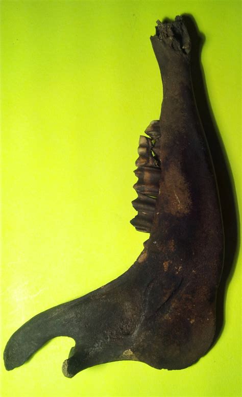 Mammal Mandible I.d. Needed - Fossil ID - The Fossil Forum