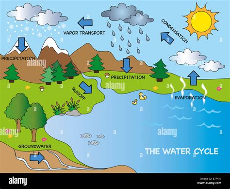 [DIAGRAM] Global Water Cycle Diagram Figure Illustration - MYDIAGRAM.ONLINE