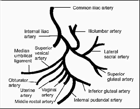 Uterine Artery Anatomy