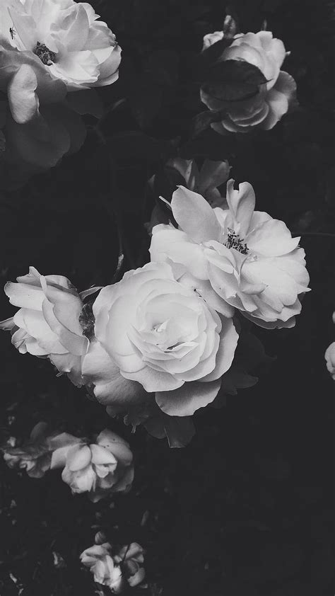 Tumblr Wallpapers Black And White Flowers