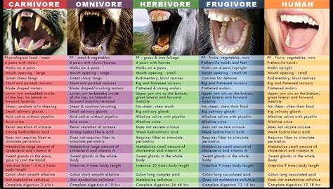 Omnivore Teeth Diagram