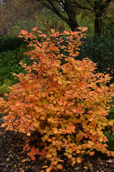 Fothergilla 'Mt. Airy'-- fall color | Shrubs in my garden | Pinterest