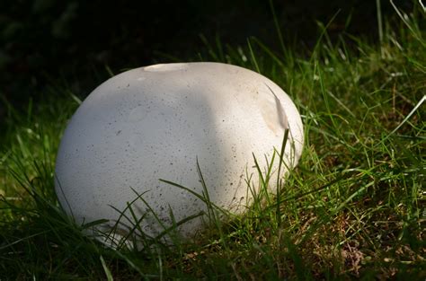 Giant Puffball - Watching for WildflowersWatching for Wildflowers