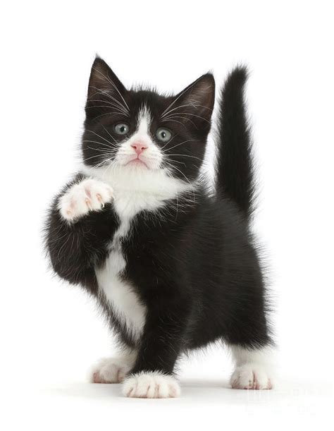 Paw Black-and-white kitten Photograph by Warren Photographic | Pixels