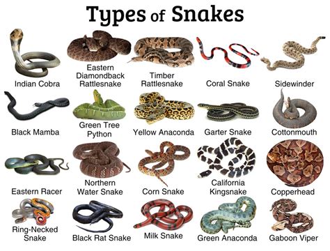 Snakes: Facts and List of Types With Pictures - Reptile Fact