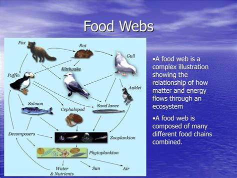 PPT - Energy Flow: Through Food Chains and Food Webs PowerPoint ...