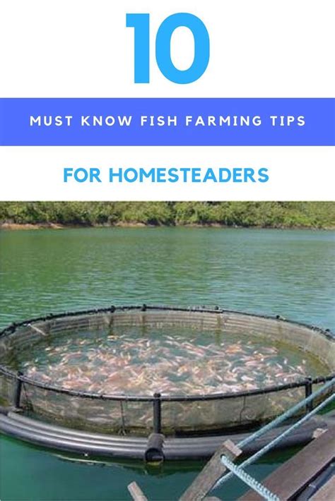 10 Must Know Fish Farming Tips For Homesteaders. | Ideahacks.com | Fish ...