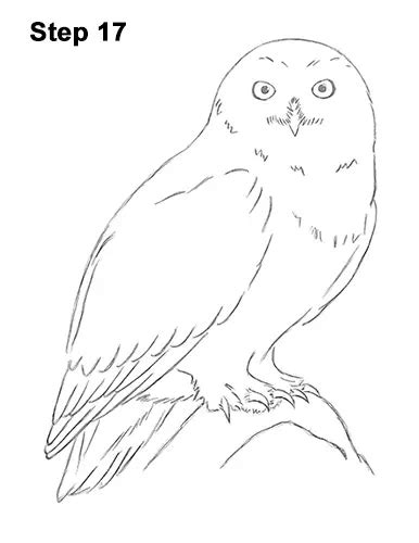 How to Draw a Snowy Owl