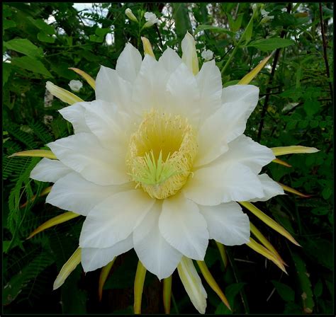 'Dragon Fruit Flower...'...(Pitaya)... Kalasin, Thailand | Flickr