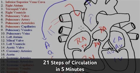 21 Steps of Circulation in 5 Minutes | Circulation, How to memorize ...