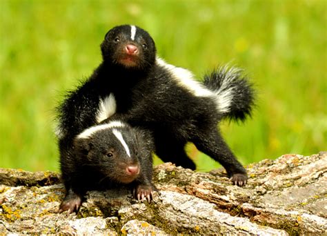 Two Baby Skunks Playing With Each Other Stock Photo - Download Image ...