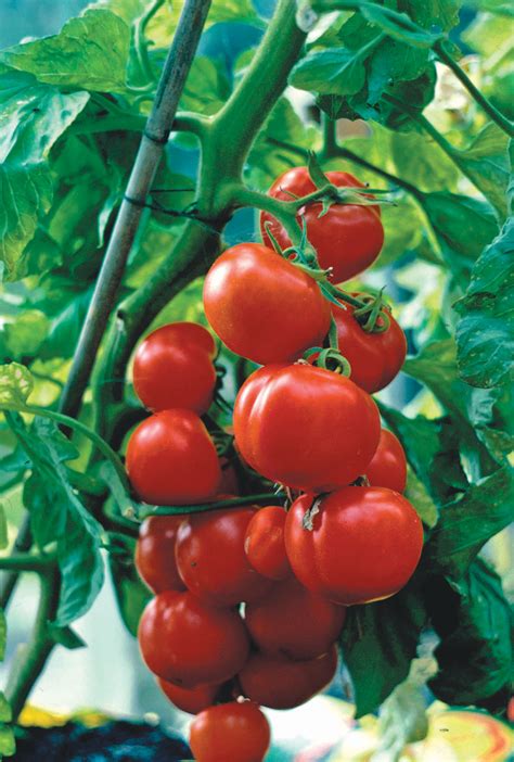 Growing vegetables in pots: everything you need to know | Gardeningetc