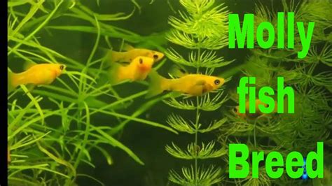 Molly fish breeding - YouTube