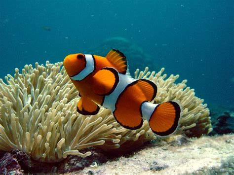 Clownfish