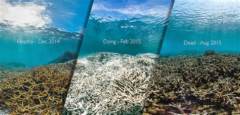 How is coral bleaching affecting national marine sanctuaries? | Office ...