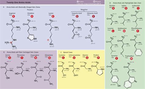 Amino acid - Wikipedia