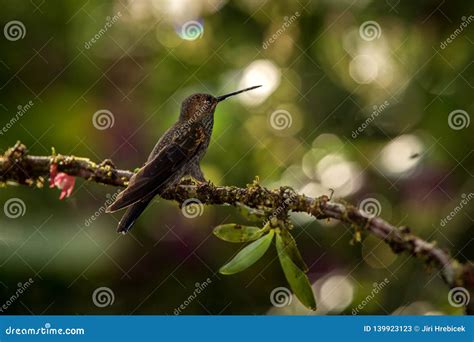 White-tailed Hillstar Sitting on Branch, Hummingbird from Tropical ...