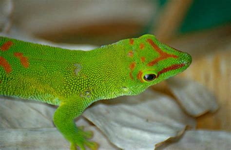 Madagascar Giant Day Gecko - Reptile Range