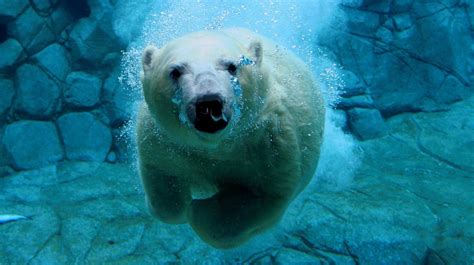 Polar bear swimming underwater | HD Animals Wallpapers