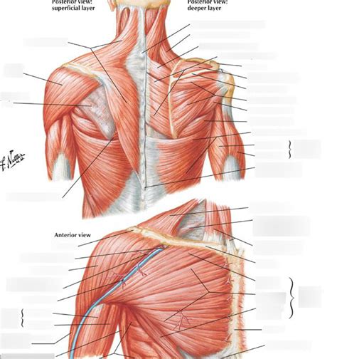 Muscles of the Scapula Diagram | Quizlet