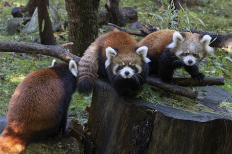 Adorable red panda cubs debut at Prospect Park Zoo | amNewYork