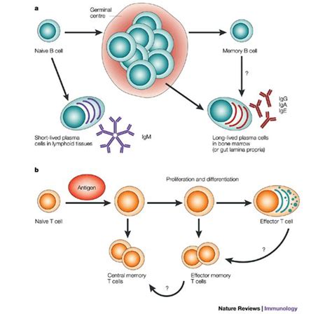 T Cells and B Cells - CharlizeaxOneal