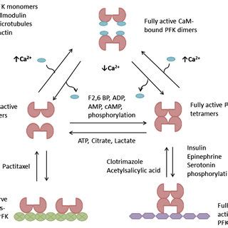 Model of regulation and inhibition of PFK activity modified from ...