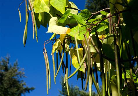 Northern Catalpa - Catalpa Speciosa | Deciduous Trees | Cold Stream Farm