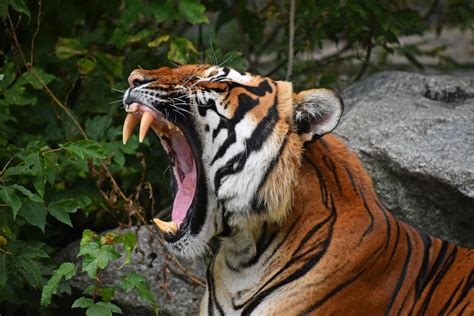 How Many Tigers Are Left in the World? | Reader's Digest