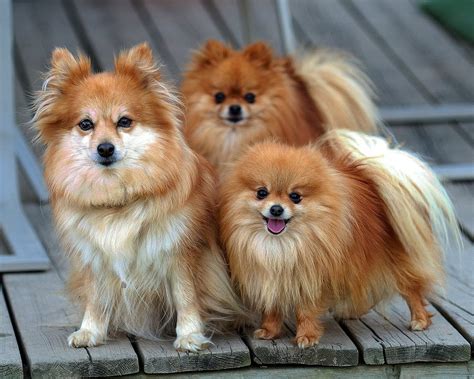 Top 4 Smallest Dog Breeds and Their Temperament | by Ivan Dimitrijevic ...