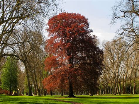 Five Common Varieties of Beech Trees