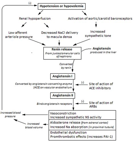 Aldosterone hormone function, production, causes of high or low aldosterone