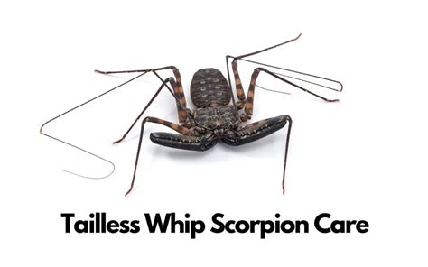 Tailless Whip Scorpion Care (Amblypygi) - The Spider Blog