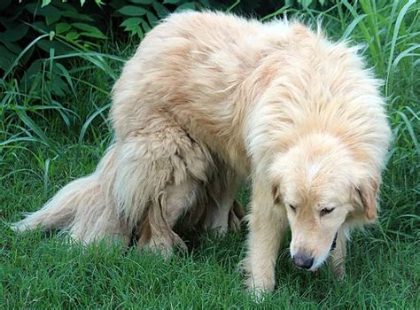 Great Pyrenees Retriever Mix - MICXEP