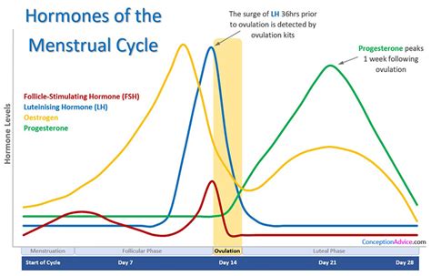 Womens Hormone Network