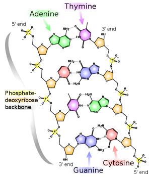 DNA Structure and Shape | Ask A Biologist