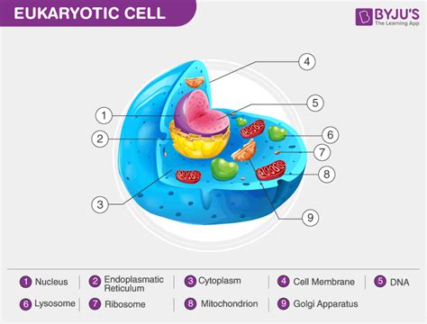 Eukaryotic Cells- Definition, Characteristics, Structure, & Examples