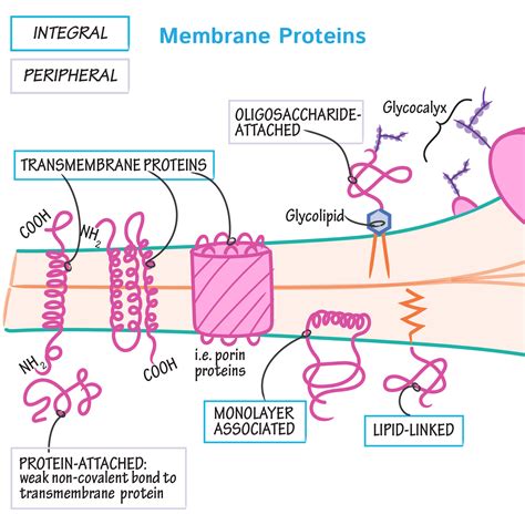 Cell Biology Glossary: Membrane Proteins | ditki medical & biological ...