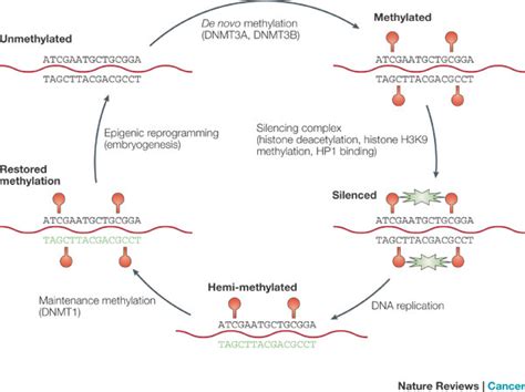 DNA methylation and gene silencing | Learn Science at Scitable