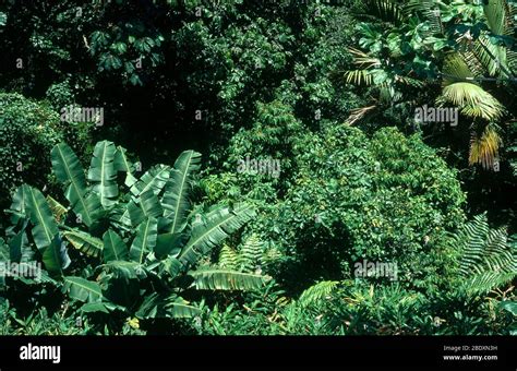 Caribbean National Forest Stock Photo - Alamy