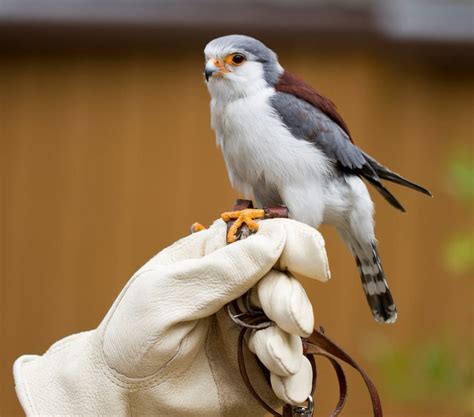 This is a pygmy falcon. It is the smallest raptor on the continent. As ...